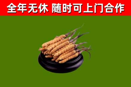 莱芜回收散虫草