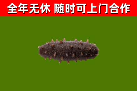 莱芜回收海参干